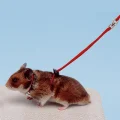 Регулируемая шлейка Ferplast NY Ham Harness Hamster Red для хомяков, красная