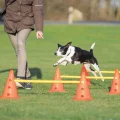 Набор препятствий Trixie Dog Activity для собак, пластик, оранжевый и жёлтый, 78 см, 23×30 см