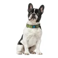 Ошейник CoLLaR для собак брезент, хлопчатобумажная тесьма, пластиковый фастекс, M, ш 25 мм, д 33-49 см