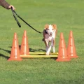 Набор препятствий Trixie Dog Activity для собак, пластик, оранжевый и жёлтый, 100 см, 30×50 см