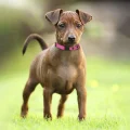 Ошейник BronzeDog Active, для собак и кошек, водоотталкивающий, фастекс пластик, розовый, 18-28×1 см