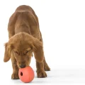 Игрушка для собак West Paw Rumbl Large Melon, для лакомств, оранжевая, 10 см