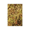Живой мох Komodo Habitat Moss, 1,5 л