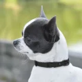Нашийник BronzeDog Active, для собак і котів, водовідштовхувальний, фастекс металевий, чорний, 18-28×1 см