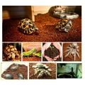 Субстрат тропічний Komodo Tropical Terrain, 6 л