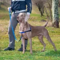 Шлейка Ferplast Coach P M-L Harness Blue для дресирування, A: 20x26 см, B: 42x59 см