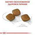 Сухий корм Royal Canin Mini Relax Care з заспокійливою дією для собак дрібних порід, 3 кг