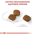 Сухий корм Royal Canin Mini Coat Care для собак дрібних порід з тьмяною і сухий шерстю, 3 кг