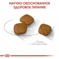 Сухий корм Royal Canin Mini Urinary Care для собак дрібних порід з чутливою сечовидільної системою, 1 кг