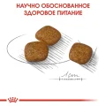 Сухий корм Royal Canin Mini Urinary Care для собак дрібних порід з чутливою сечовидільної системою, 3 кг