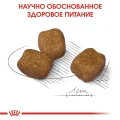Сухий корм Royal Canin Mini Dental Care для зменшення утворення зубного каменю у собак дрібних порід, 3 кг