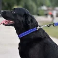 Нашийник-полуудавка BronzeDog, для собак, нейлоновий, фастекс, світловідбиваючий, синій, 30-38×1.6 см
