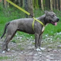 Шлея BronzeDog Active для собак, світловідбиваючий нейлон, салатовий, 40-53 см