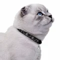 Нашийник BronzeDog Urban, для котів, нейлоновий, дзвіночок, принт черепа, чорний, 18-28×1 см