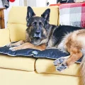 Водоотталкивающая подушка Ferplast Jolly 100 Cushion Black для собак, чорна, 98×65 см