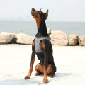 Шлейка-жилет Petkit Air Pro для собак, розмір M, 46-52/52-58 см, чорна