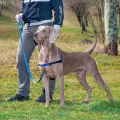 Шлейка Ferplast Coach P L Harness Blue для дресирування, A: 33x43 см, B: 64x91 см
