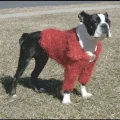 Кофточка Doggyduds Shaggy Shrug для собак середніх і дрібних порід, розмір M, рожева