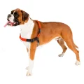 Шлейка Ferplast Coach P M-L Harness Orange для дресирування, A: 20x26 см, B: 42x59 см