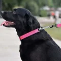 Нашийник-полуудавка BronzeDog, для собак, нейлоновий, фастекс, світловідбиваючий, рожевий, 41-55×2.5 см