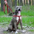 Шлея BronzeDog Active для собак, світловідбиваючий нейлон, червоний, 57-73 см
