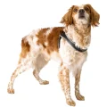 Ferplast Agila 4 Harness Black ергономічна шлейки для собак з еластичним шнуром, 44x52 см