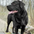 Нашийник BronzeDog Active, для собак, водовідштовхувальний, фастекс метал, чорний, 43-66×2.5 см