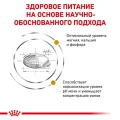 Сухий корм Royal Canin Urinary S / O при сечокам'яній хворобі у кішок, 3.5 кг