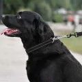 Нашийник-полуудавка BronzeDog, для собак, нейлоновий, фастекс, світловідбиваючий, чорний, 30-38×1.6 см