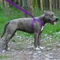 Шлея BronzeDog Active для собак, світловідбиваючий нейлон, фіолетовий, 57-73 см